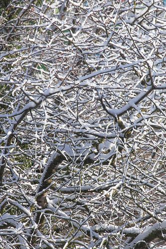 Freshly snowed branches on a tree in winter, Bremen, Deutsc