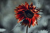 Rote Sonnenblume auf grauem Hintergrund von Eugenlens Miniaturansicht
