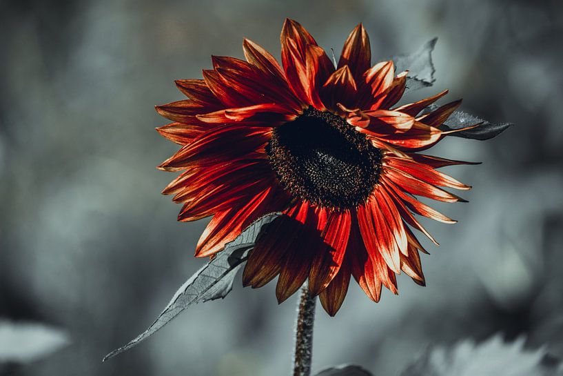 Rote Sonnenblume auf grauem Hintergrund von Eugenlens