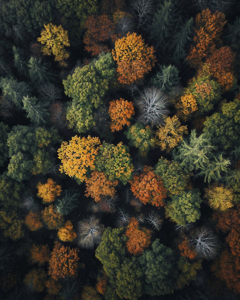 Blick von oben auf den Wald von fernlichtsicht