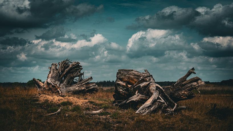 Drama von snippefotografie