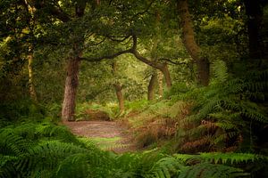Lush green forest scene with ferns