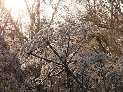 Bear claw hushed by frozen fog in winter