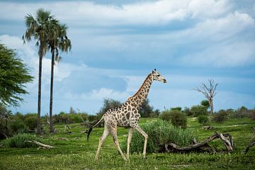 Giraffe in Makgadikgadi National park - Botswana by Paula Romein