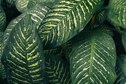 Browse pattern - moody