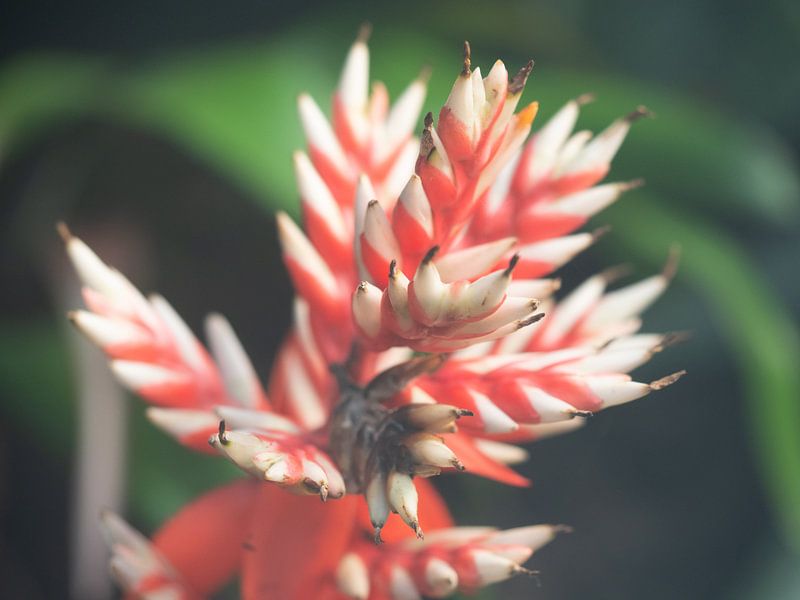 Mooie rood-wit kleurige bloem langs de waterkant. von Mariëtte Plat