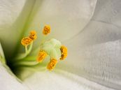Orchideenblüte Weiß Gelb Nahaufnahme Makrofotografie von Art By Dominic Miniaturansicht