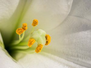 Orchidee Bloem Wit Geel Close-up Macro Fotografie van Art By Dominic