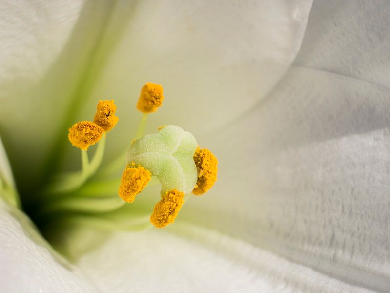 Orchideenblüte Weiß Gelb Nahaufnahme Makrofotografie von Art By Dominic