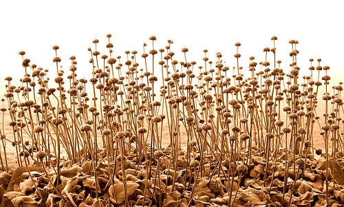 Fireweed bei Frost in Sepia.