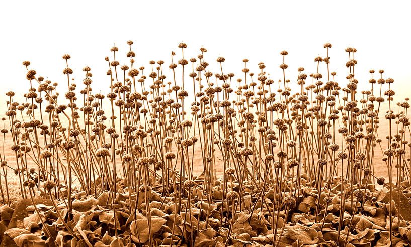 Fireweed bei Frost in Sepia. von Jose Lok