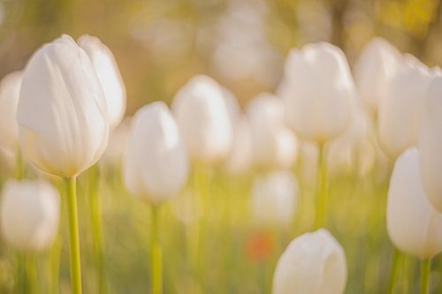 Stimmungsvolles Morgenlicht mit weißen Tulpen
