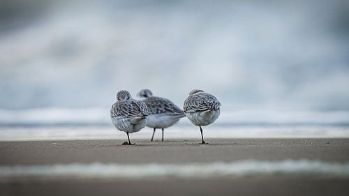 Drieteenstrandlopers op het strand
