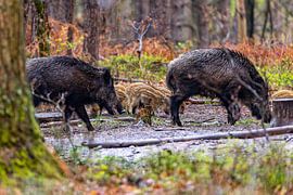 Wildschwein mit Frisbee im Wald