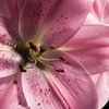Two flowers (lilies) by Shadia Bellafkih