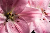 Two flowers (lilies) by Shadia Bellafkih thumbnail