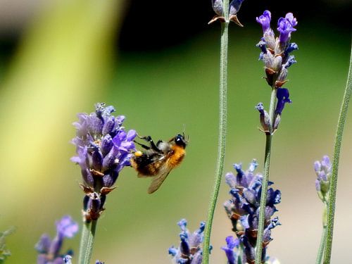 Abeille, suspendue à la lavande
