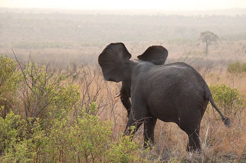 African elephant running across the savannah