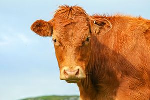 Junger schottischer Highlander
