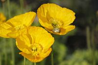 Frühlingsblumen