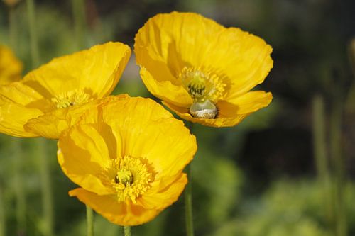 Voorjaarsbloemen