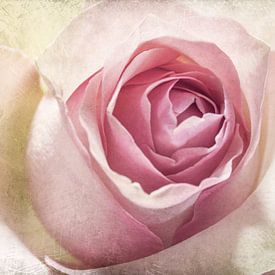 Rose by Corinna van der Ven