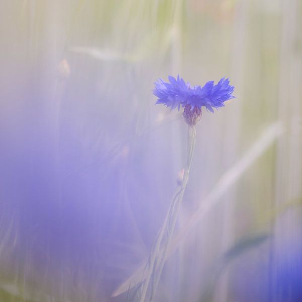 Verscholen veldbloemen - korenbloemen by Paula Anglès