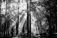 Trees in the forest with sunbeams through them in black and white
