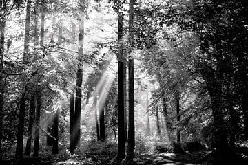 Bomen in het bos met zonnestralen erdoor in zwart-wit van Angeline Dobber