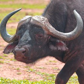 Buffel Close Up van Capture the Moment 010