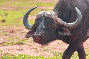 'Close Up of a Buffalo.' by Capture the Moment 010