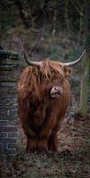 Scottish Highlander