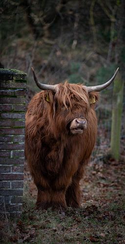 Highlander écossais
