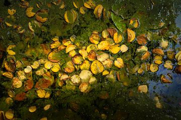 Herfstbladen drijvend op het water 4 van Reinder Tasma