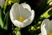 bovenaanzicht van een witte tulp