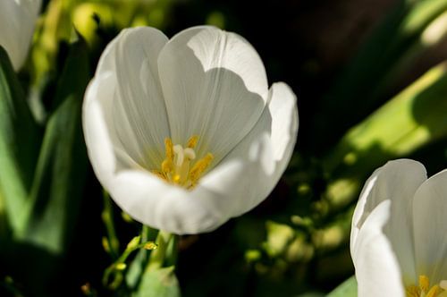 bovenaanzicht van een witte tulp
