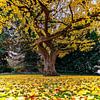 Ginkgo d'automne sur Holger Felix