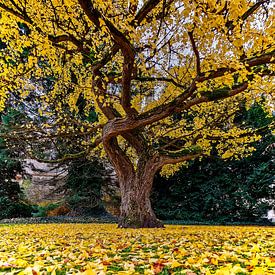 Autumn ginkgo by Holger Felix