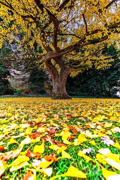 Autumn ginkgo by Holger Felix