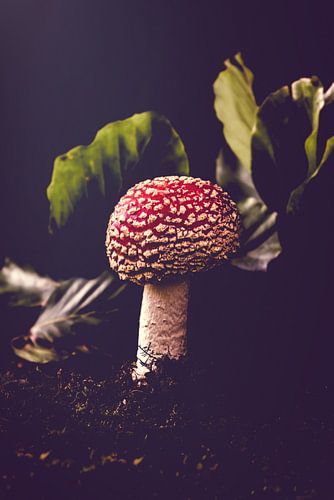 einsamer runder Fliegenpilz