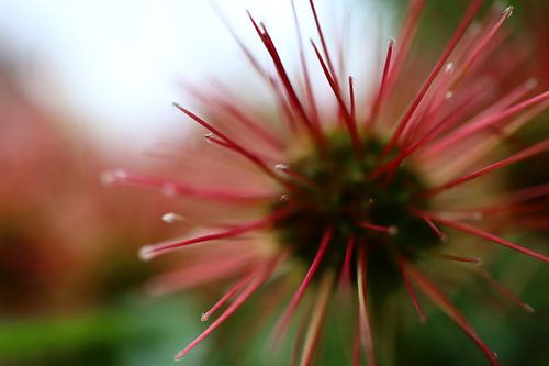 Acaena microphylla 'Kupferteppich'