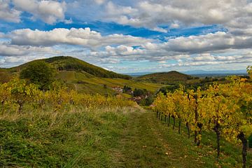 Herfst in de wijngaarden van de Elzas van Tanja Voigt