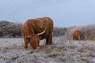 Schotse Hooglanders op een Wit Bevroren Landschap van Charlene van Koesveld thumbnail