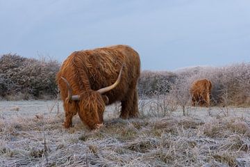 Schotse Hooglanders op een Wit Bevroren Landschap van Charlene van Koesveld