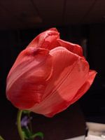 Roze Roos