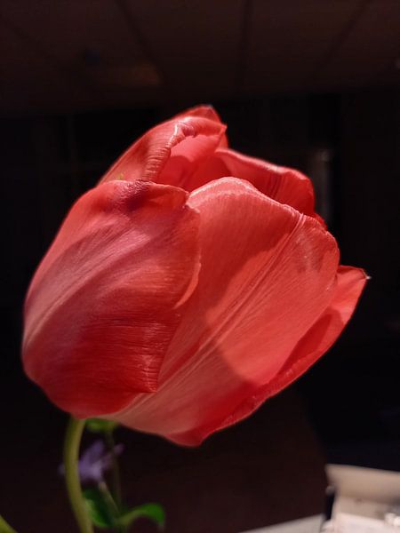 Roze Roos by Dennis Rietbergen