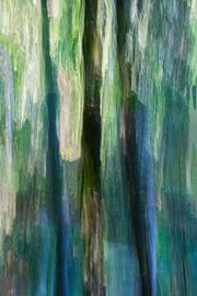 Scwarzwald I by Klaartje Majoor