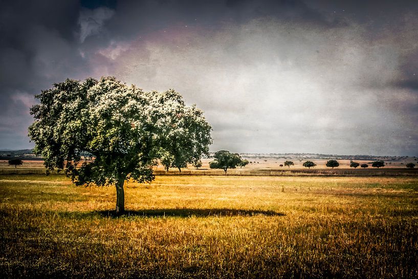 savannah by Freddy Hoevers