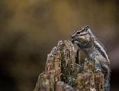 Siberische grondeekhoorn van Antoine Sprangers thumbnail