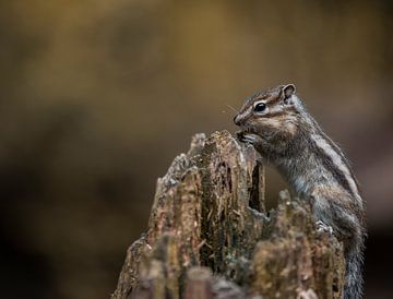 Sibirisches Erdhörnchen von Antoine Sprangers